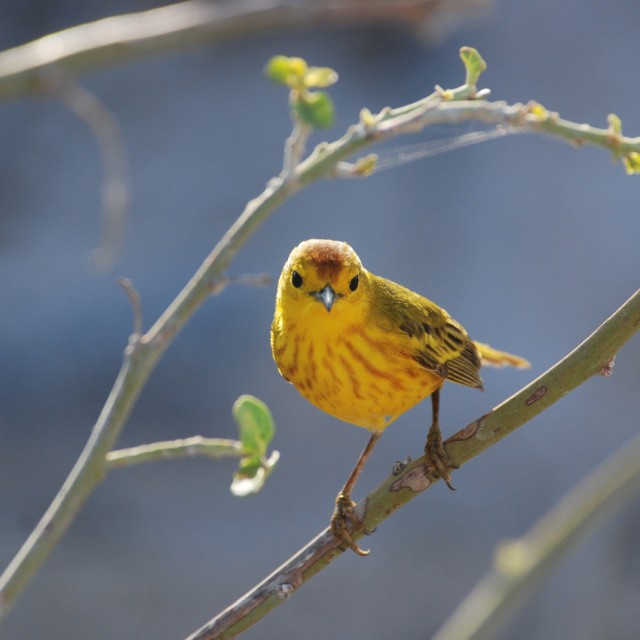 Galapagos Yellow Warbler