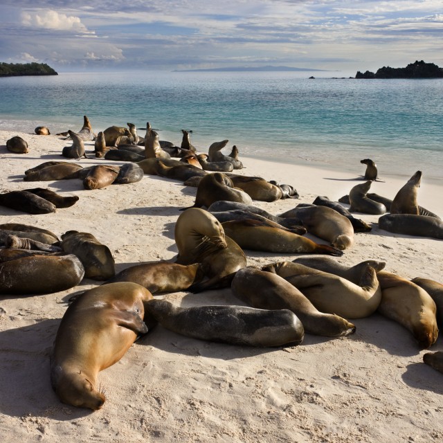 Galapagos sea lions