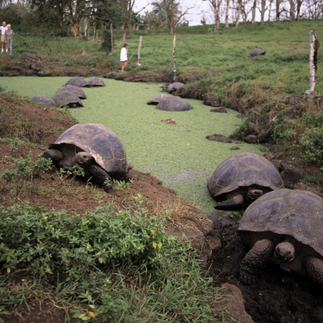 Giant Tortoise