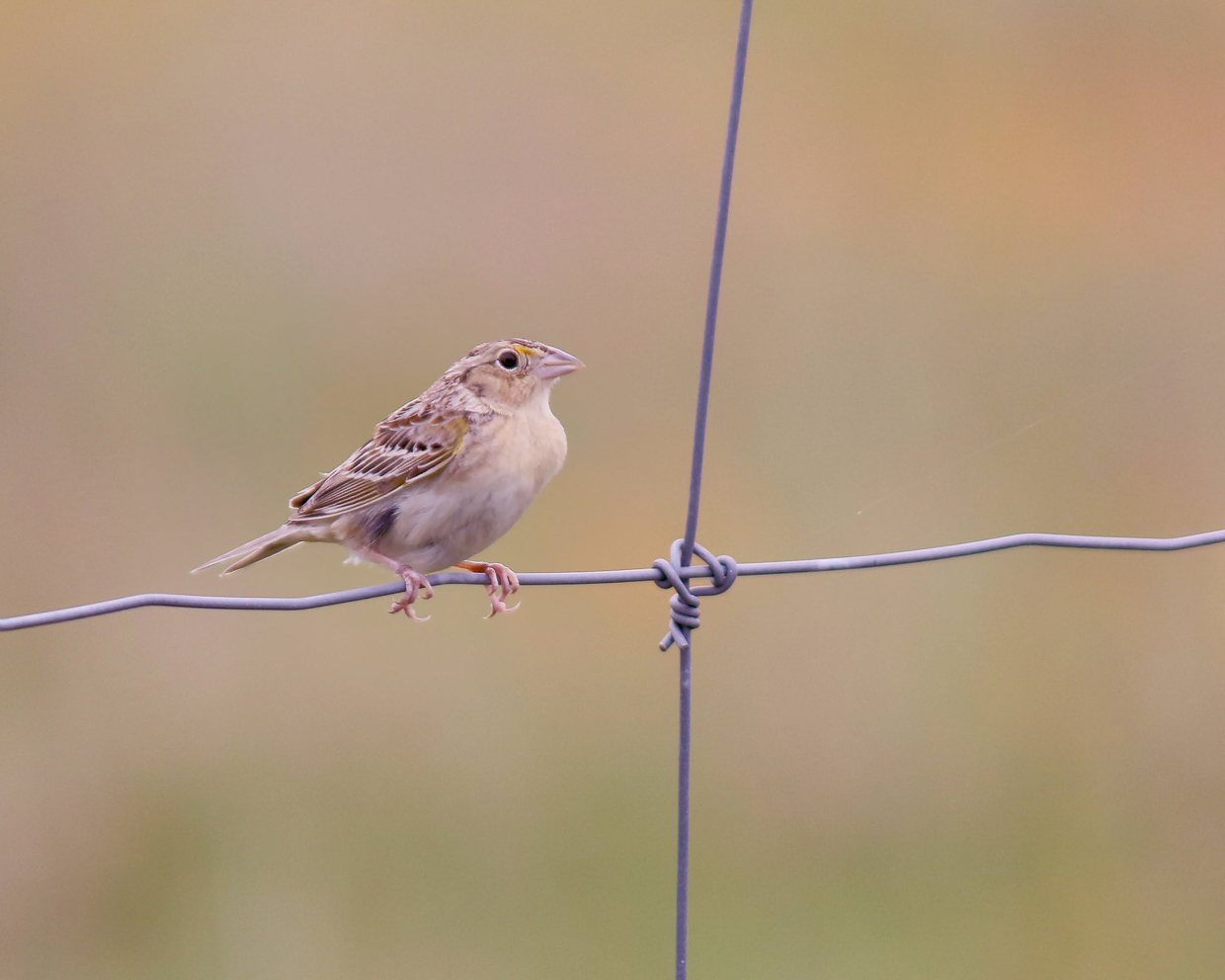 Grasshopper Sparrow