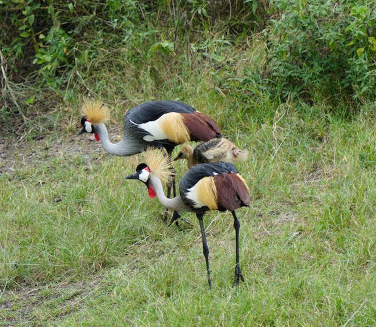 Gray-crowned Cranes