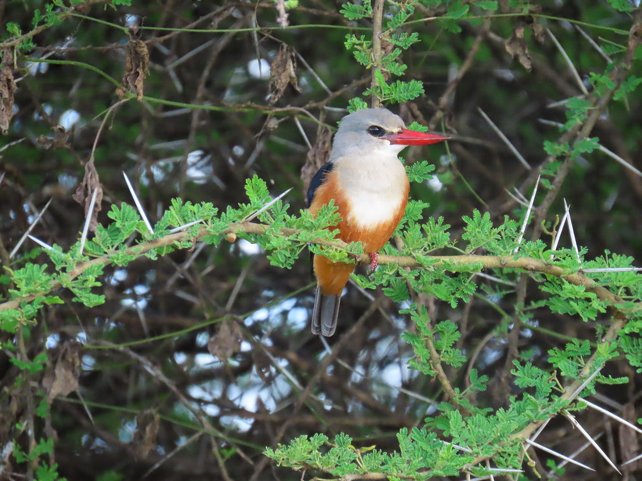 Gray-headed Kingfisher