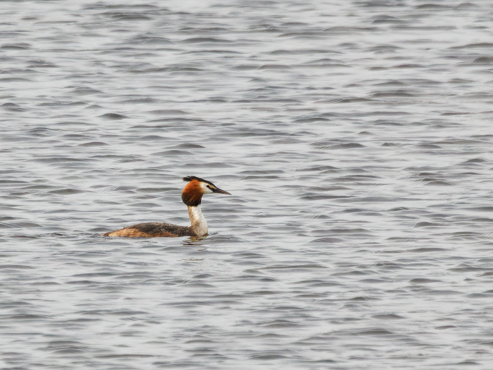 Great Crested Grebe