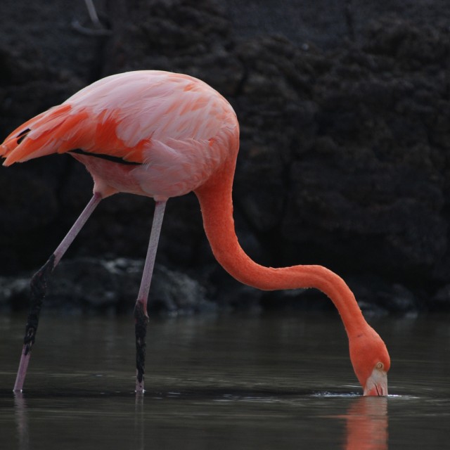 Greater Flamingo
