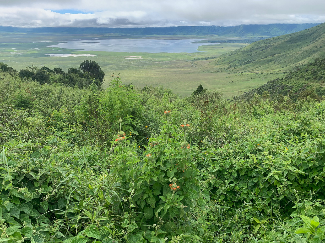 Ngorogoro Crater
