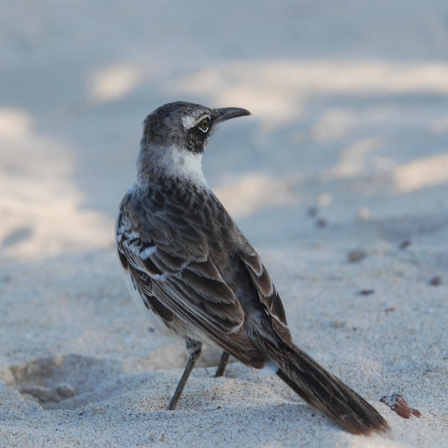 Hood Mockingbird
