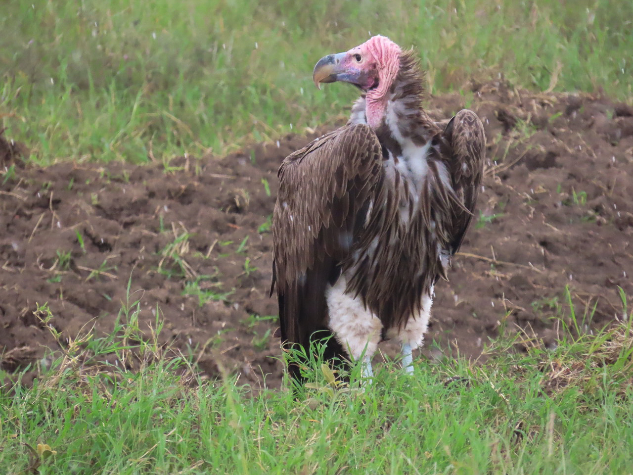 Lappet-faced Vulture