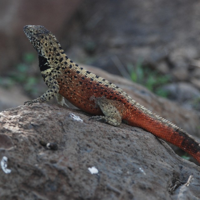 Lava Lizard