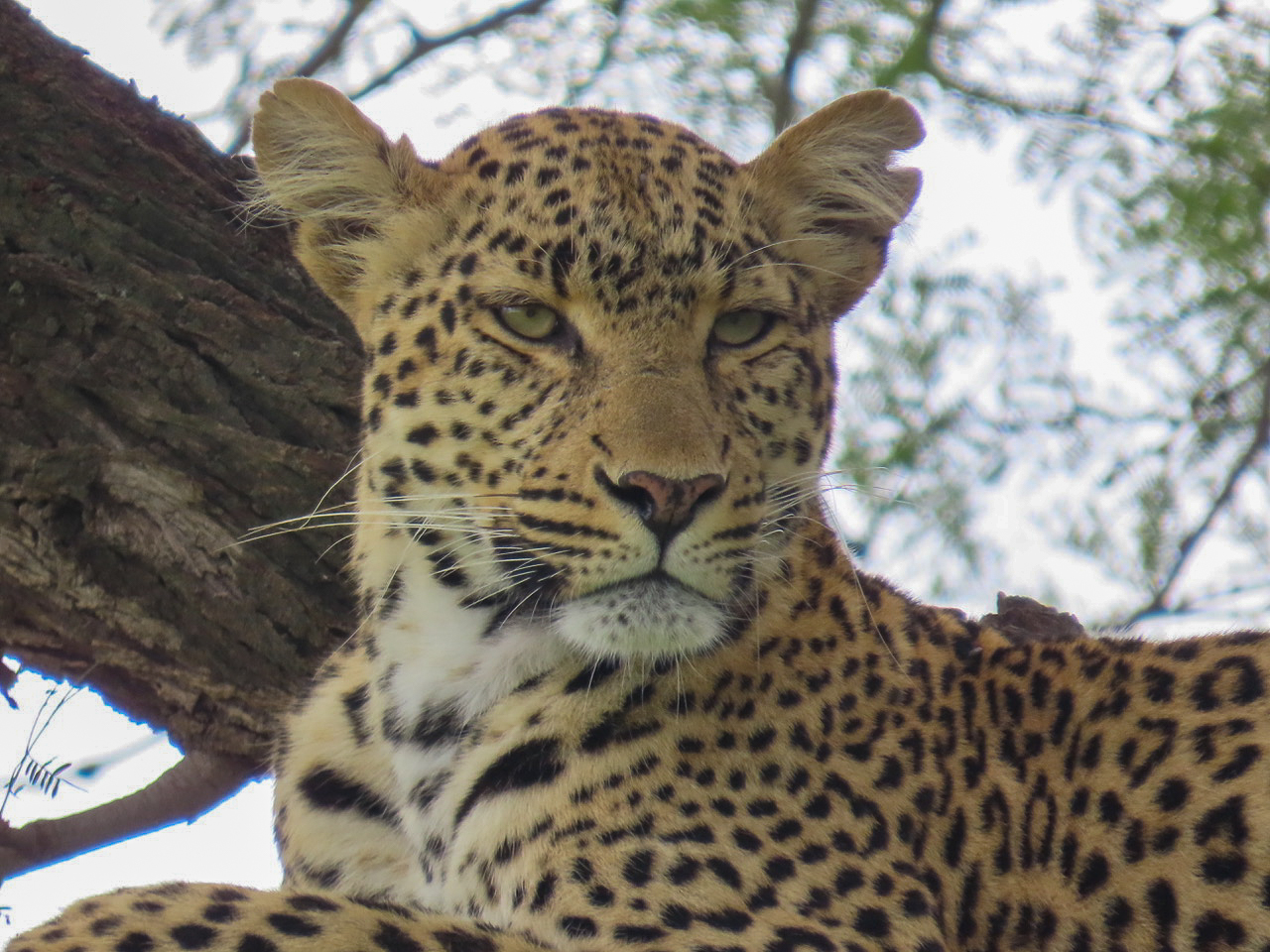 Leopard in tree