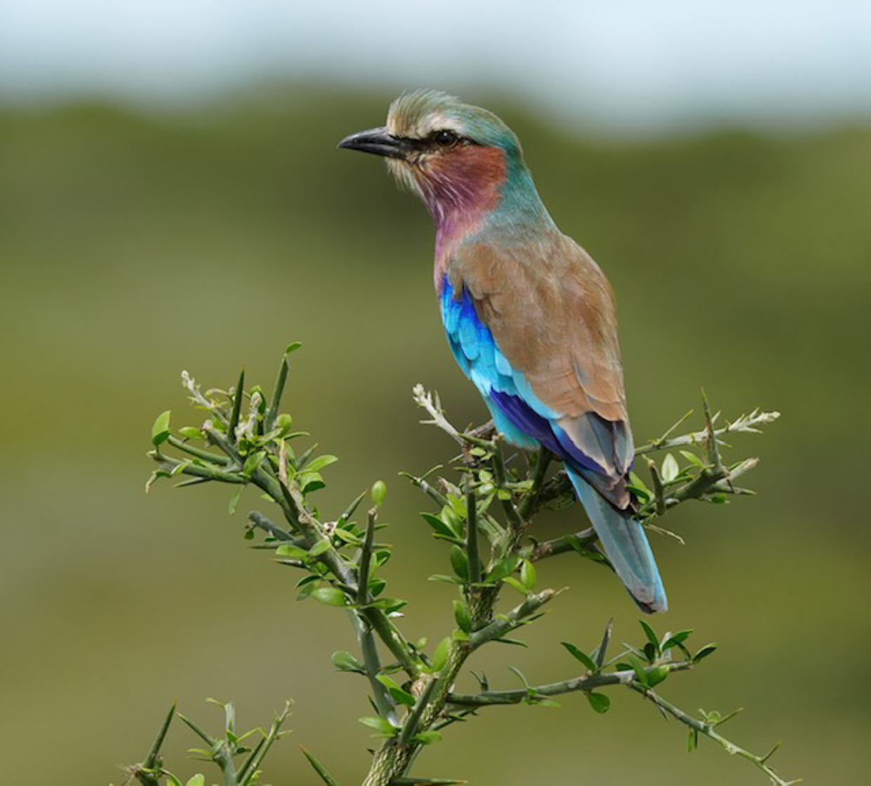 Lilac-breasted Roller