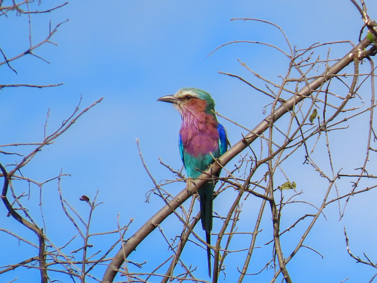 Lilac-breasted Roller