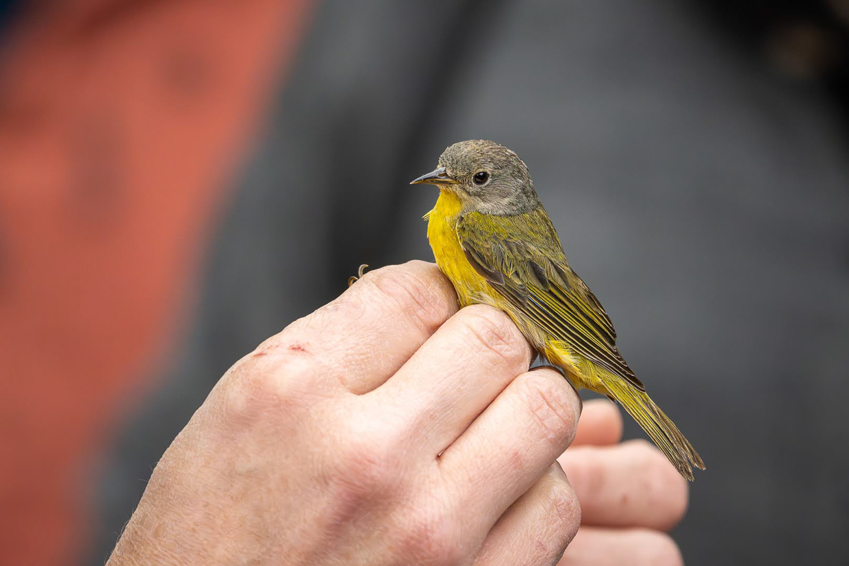 Nashville Warbler