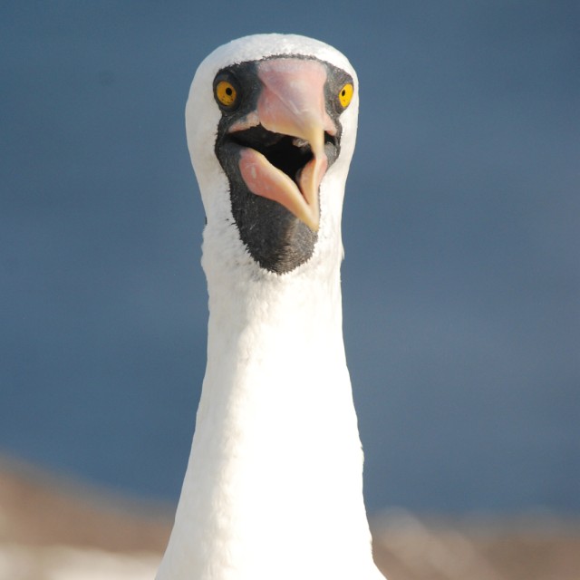 Nazca Booby