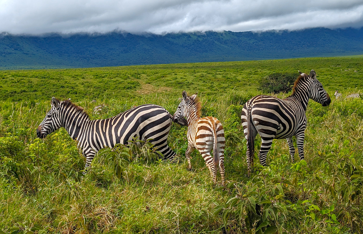 Zebras in Ngorogoro Crater