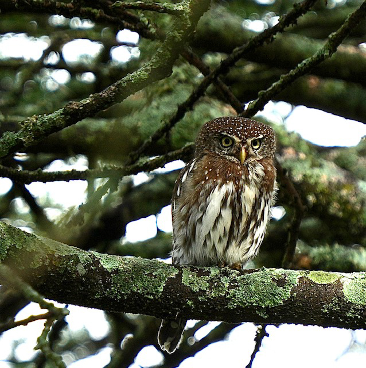 Pearl-spotted Owlet