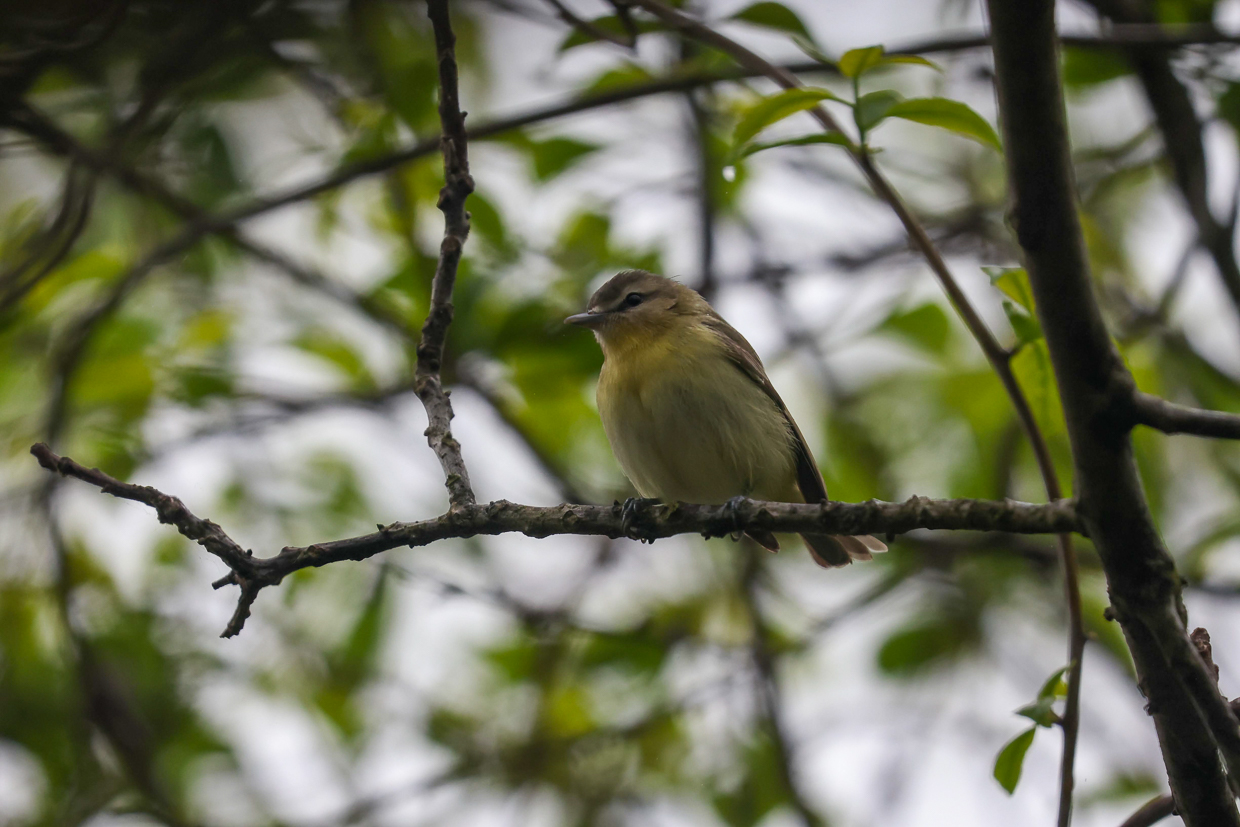 Philadelphia Vireo