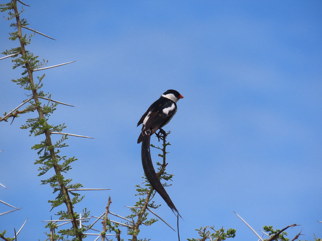 Pin-tailed Whydah