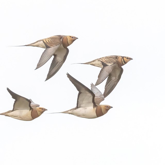 Pin-tailed Sandgrouse