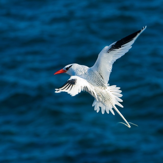Red-billed Tropicbird (Phaethon aethereus). Also known as Boatswain Bird. South Plaza Island, Santa Cruz Island, Galapagos, Ecuador.