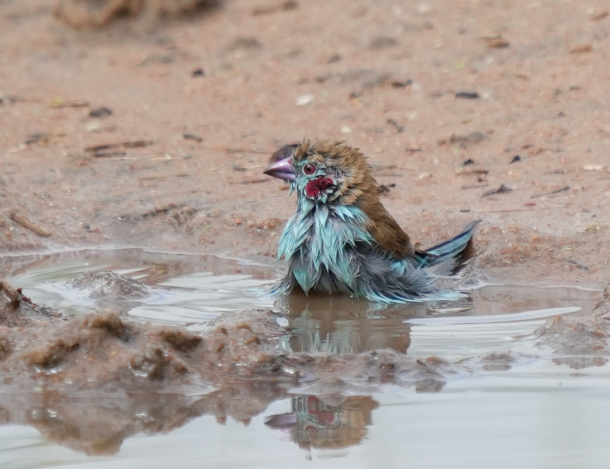 Red-cheeked Cordonbleu