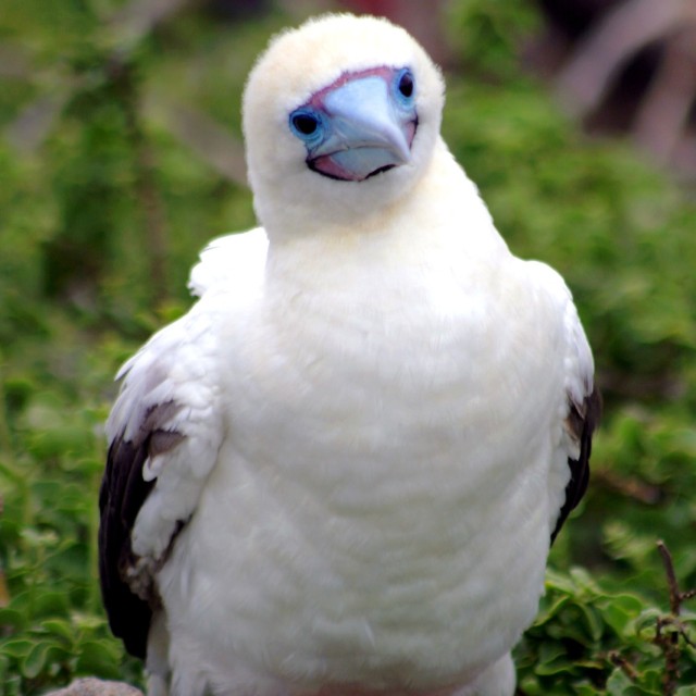 Red-footed Booby