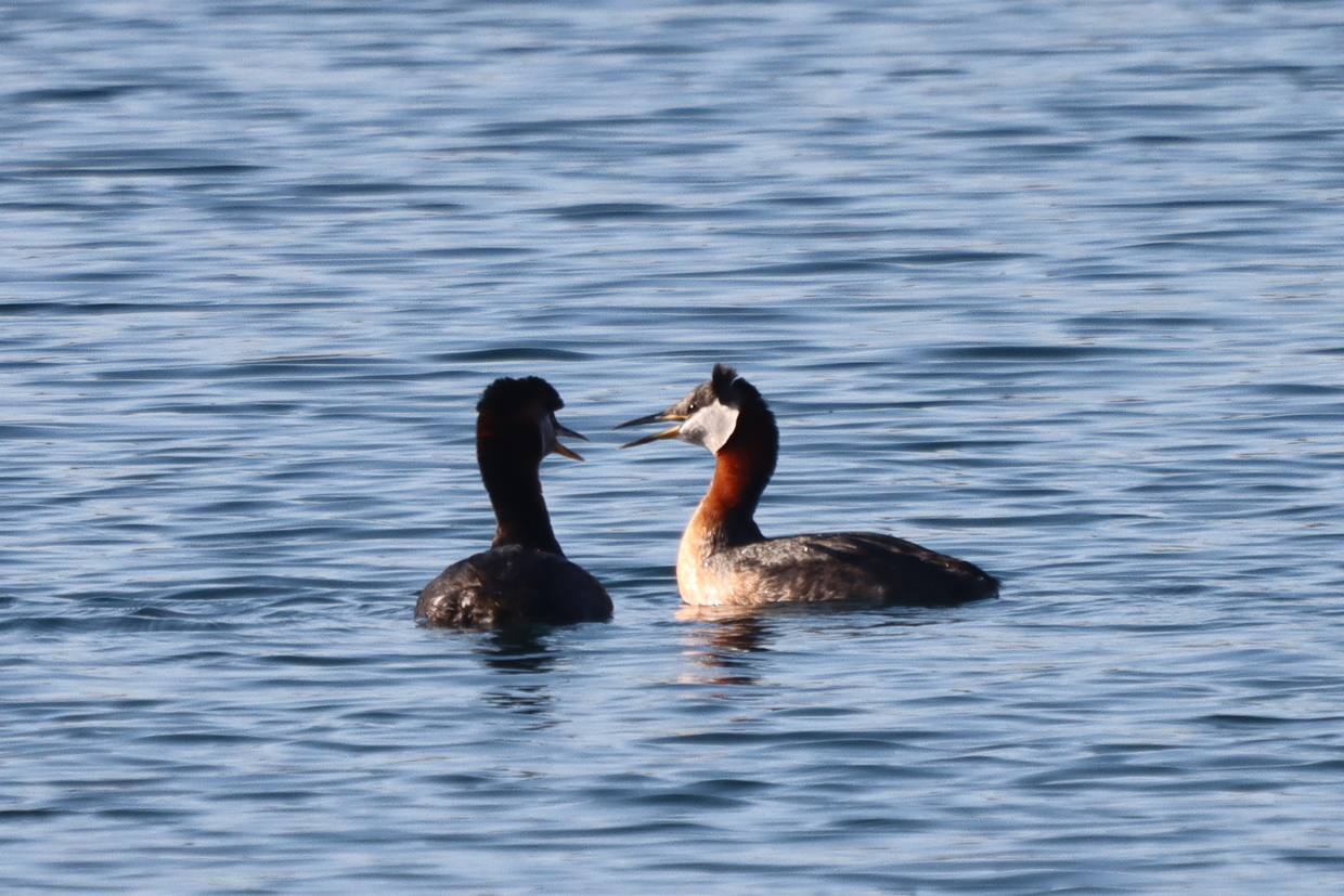 Red-necked Grebes