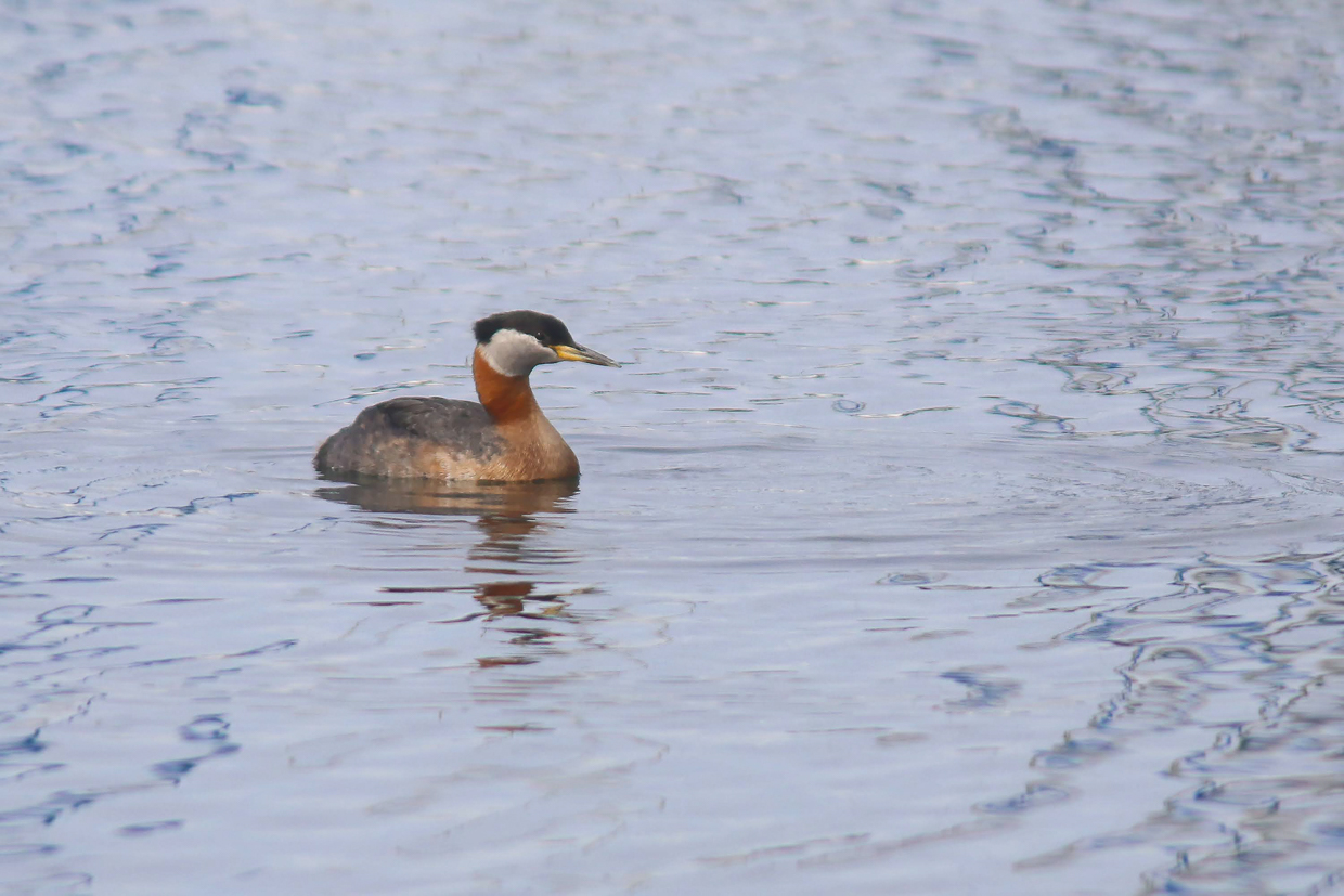 Red-necked Grebe