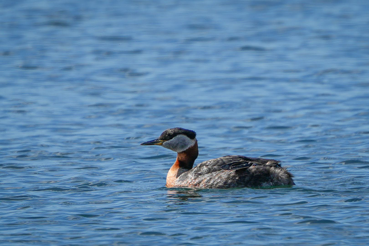 Red-necked Grebe