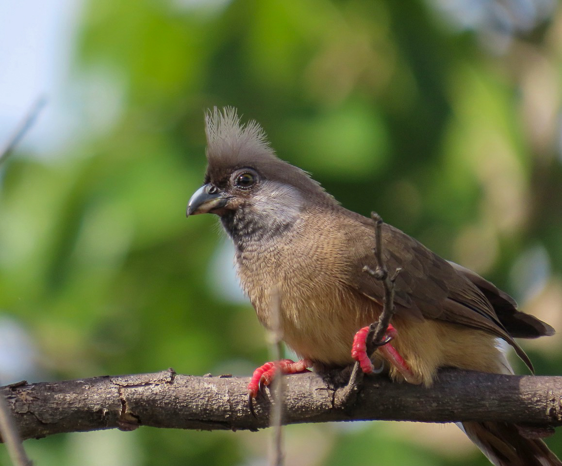 Speckled Mousebird, Tanzania