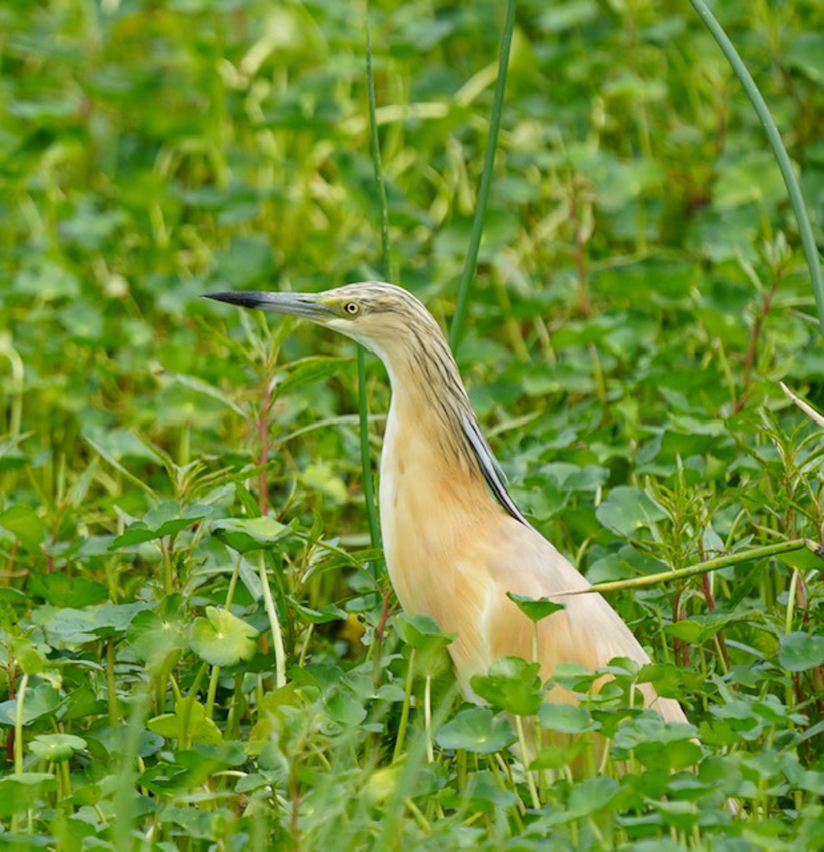 Squacco Heron