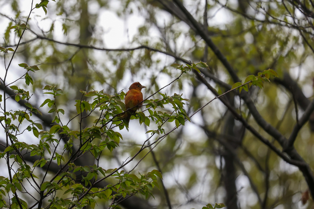 Summer Tanager