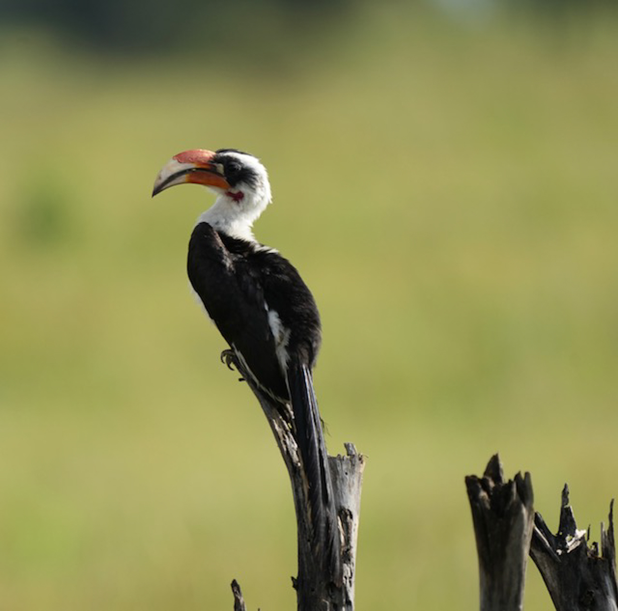 Von der Decken’s Hornbill 