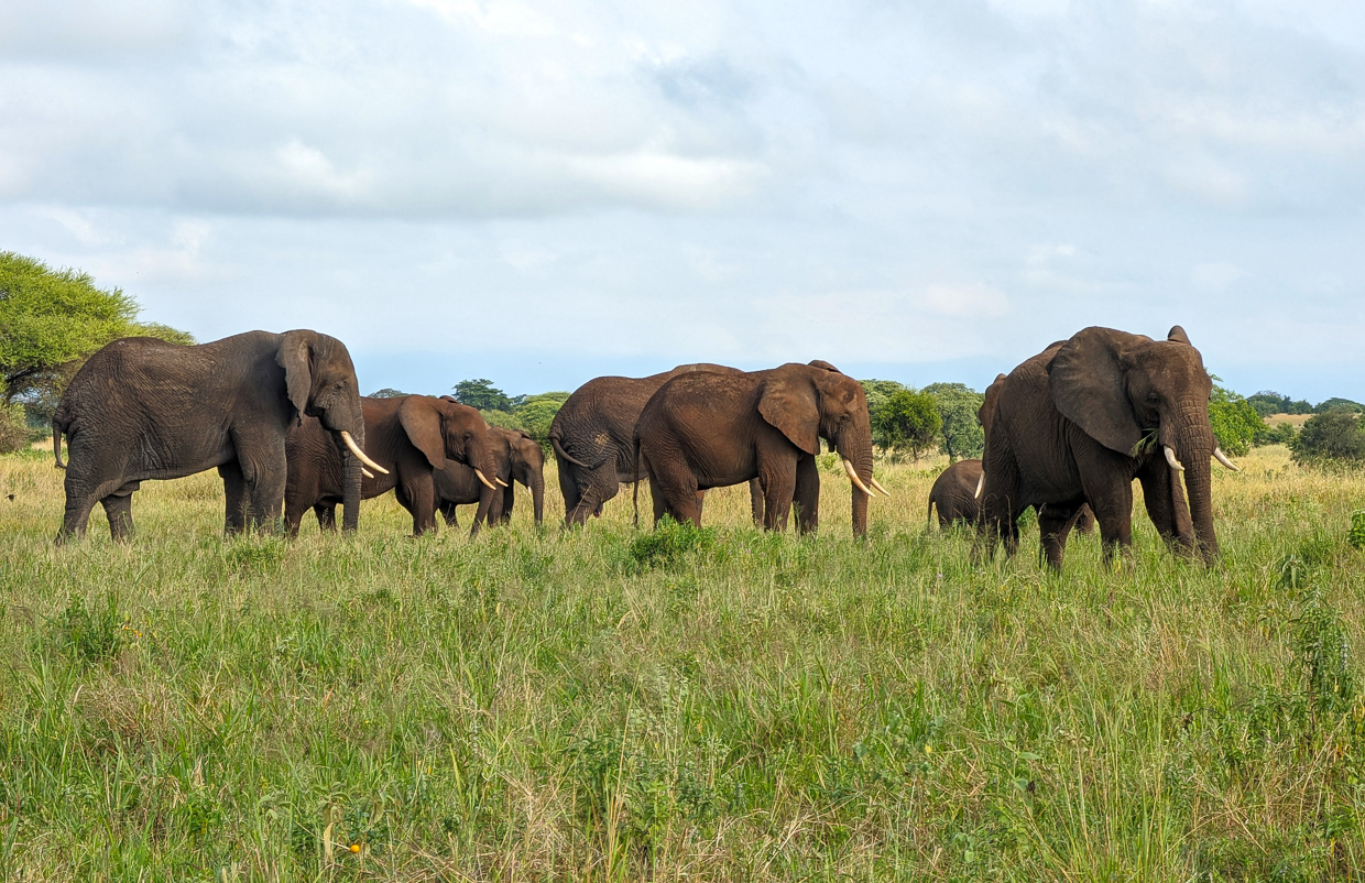 Elephants in Tarangire National Park
