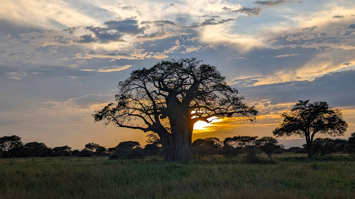 Baobobs in Tarangire National Park