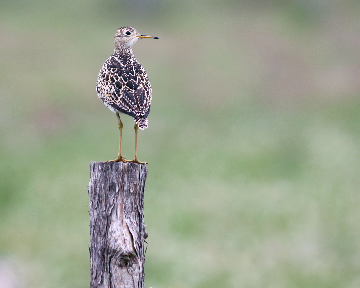 Upland Sandpiper