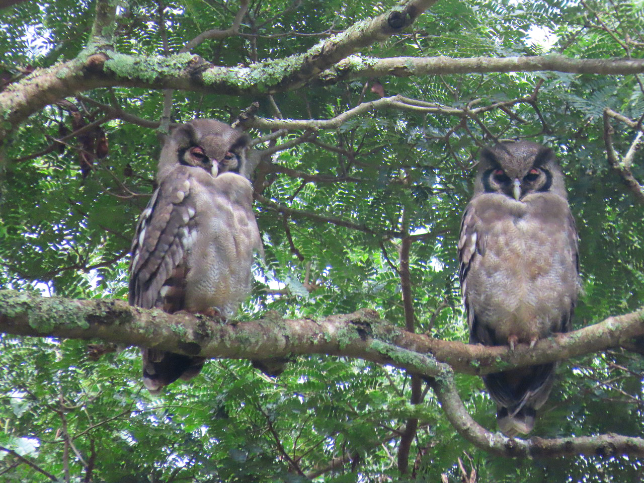 Verreaux's Eagle-Owl