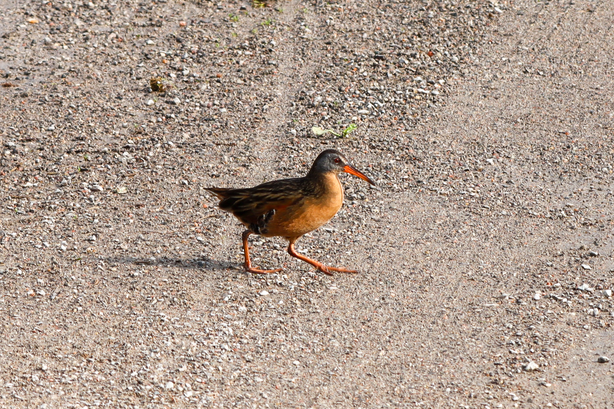 Virginia Rail