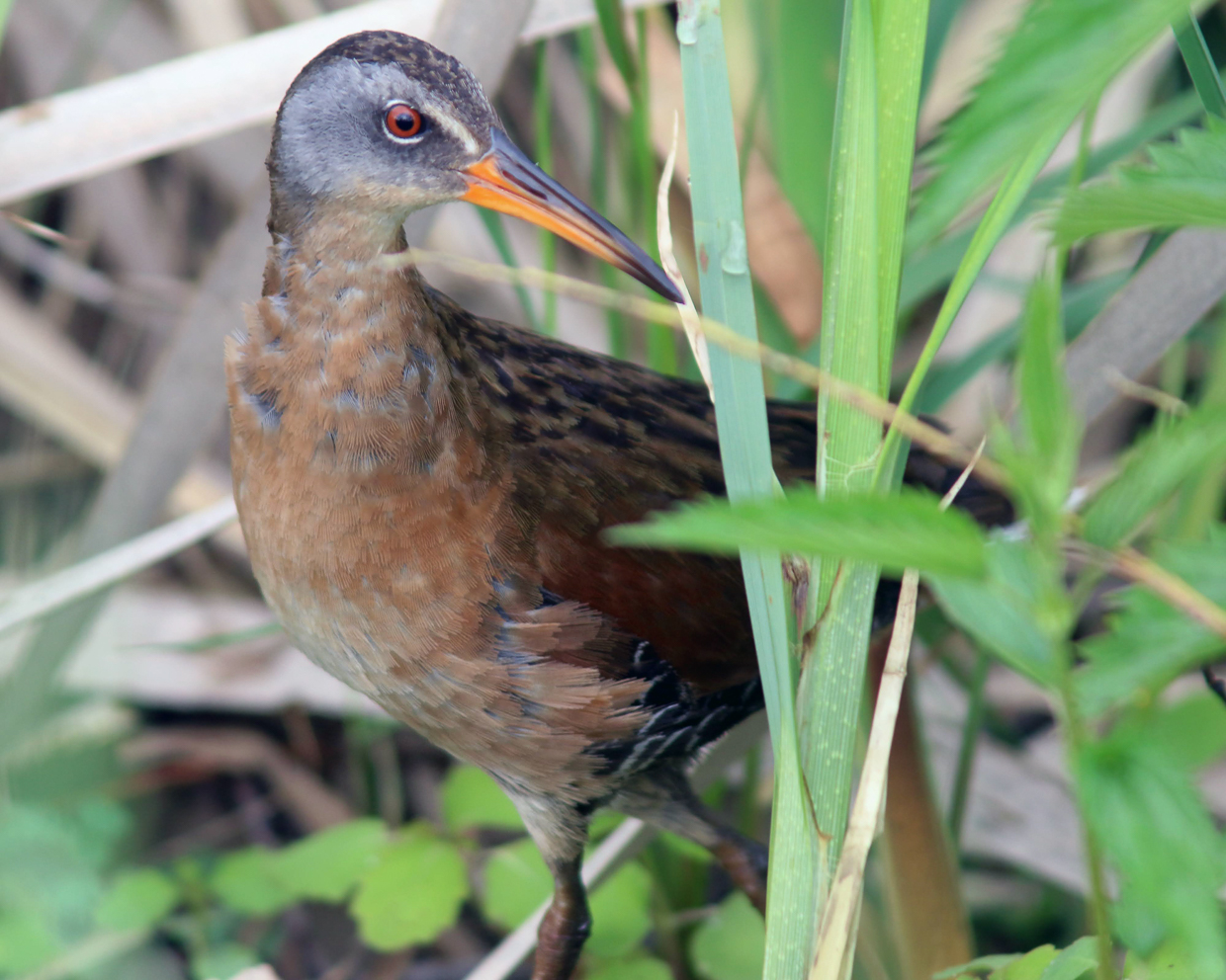 Virginia Rail