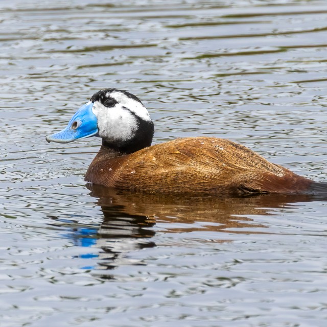 White-headed Duck