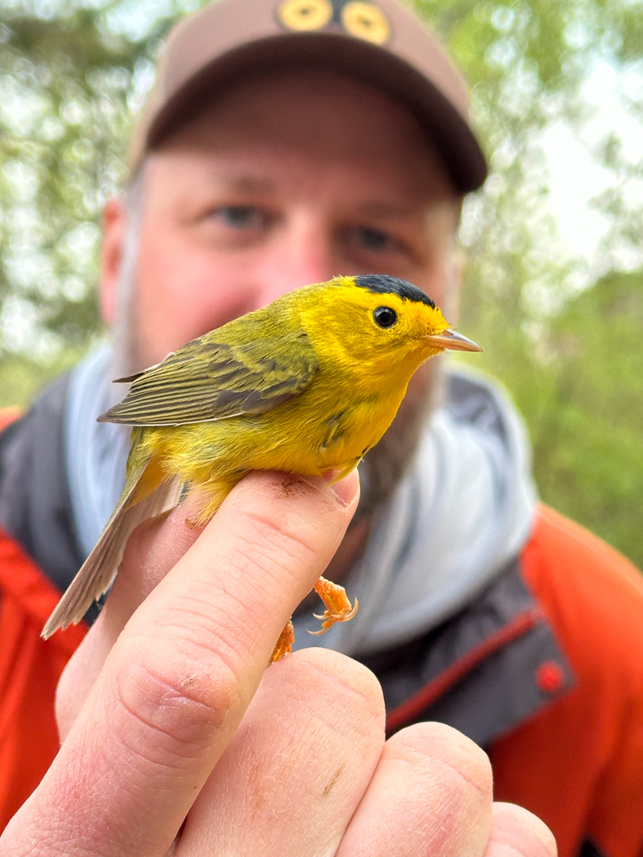 Holding a Wilson's Warbler