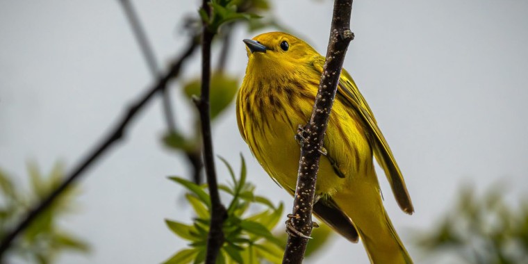 Lake Erie Spring Migration Trip Report (May 7 - 15, 2024)