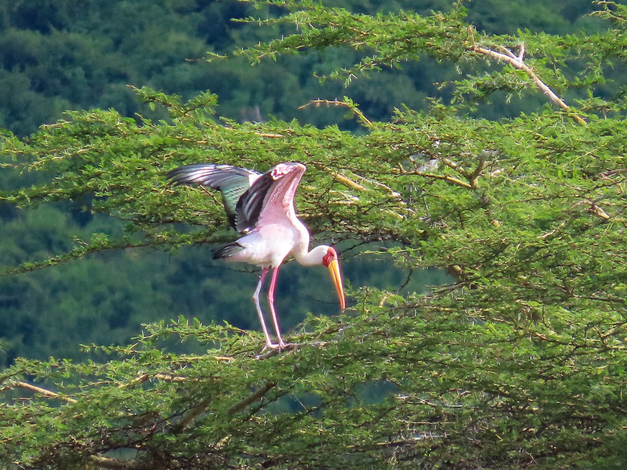 Yellow-billed Stork