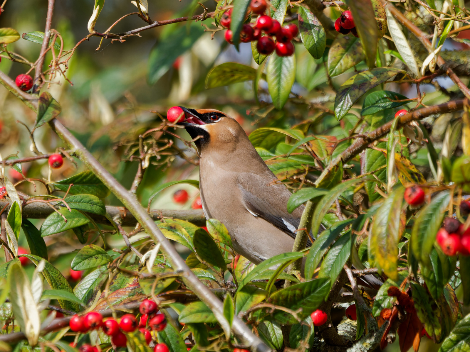 Bohemian Waxwing