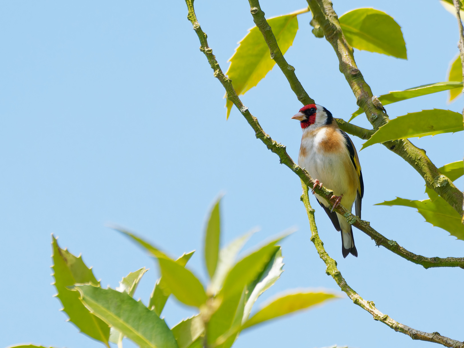 European Goldfinch