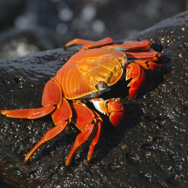 Sally Lightfoot Crab