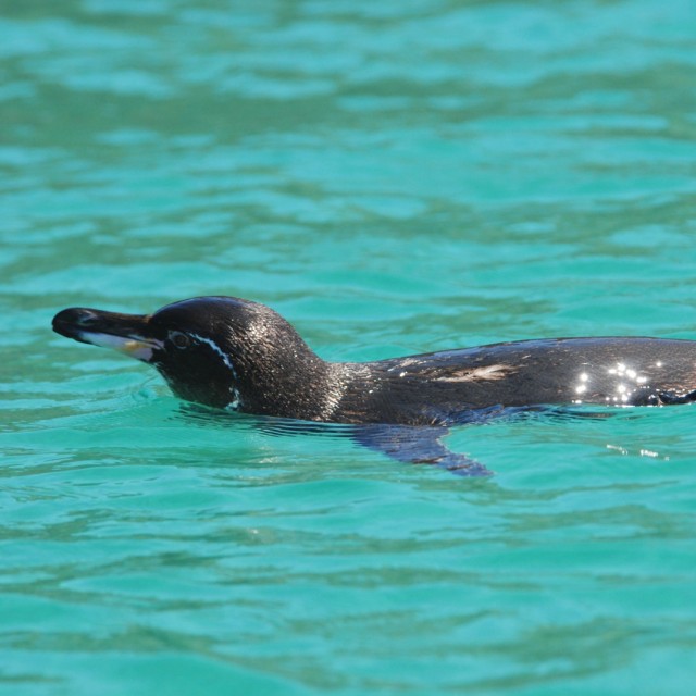 Galapagos Penguin