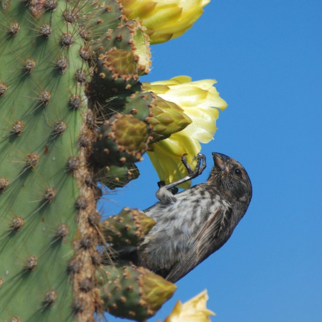 Finch in Galapagos