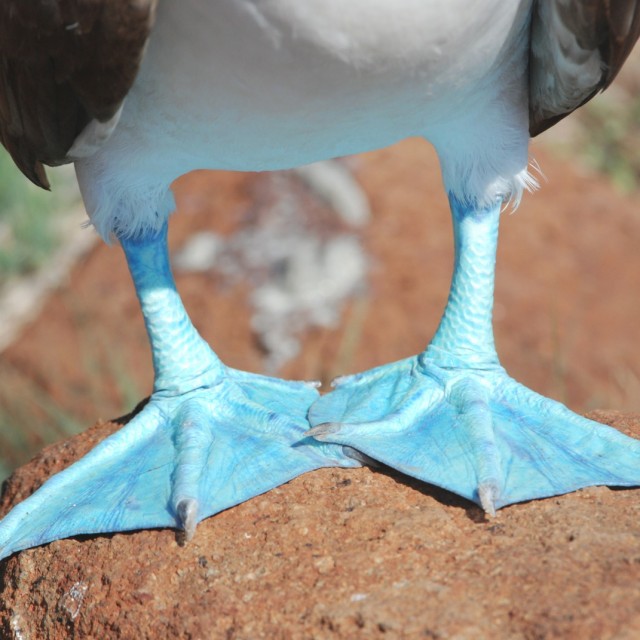 Blue-footed Booby feet