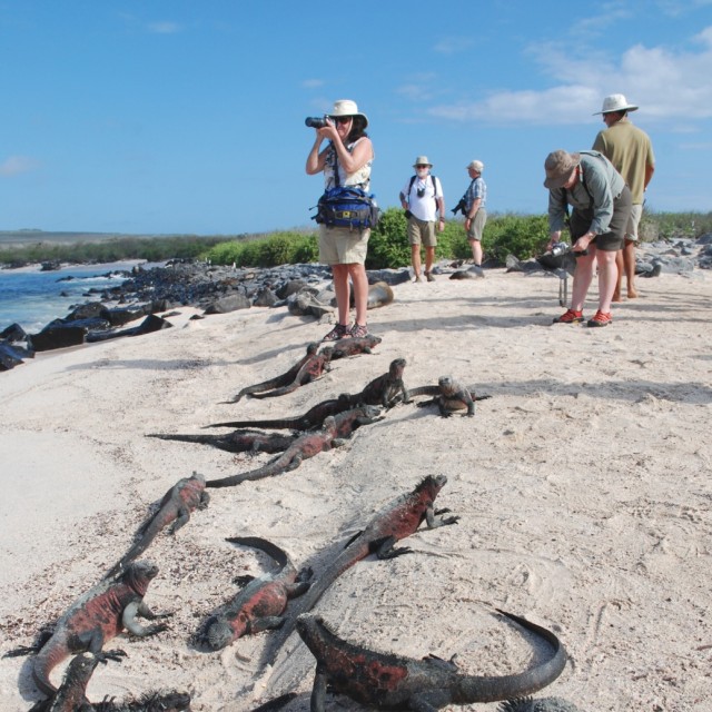 Iguanas in Galapagos