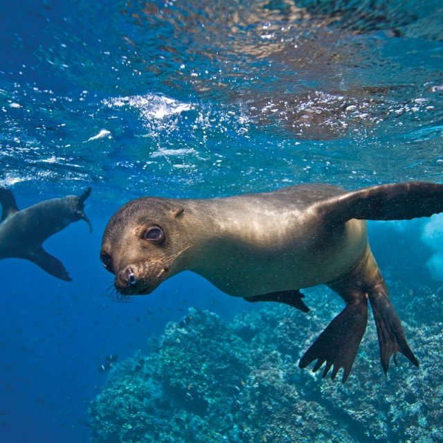 Galapagos sea lion (Zalophus wollebaeki) underwater at Champion Islet near Floreana Island in the Galapagos Island Archipeligo, Ecuador. Pacific Ocean.
